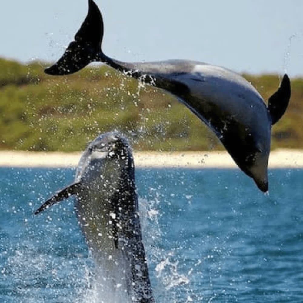 Speed boat used for dolphin-spotting trips near Fort Aguada, Goa